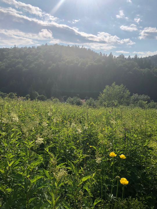 Teren Intravilan Predeal